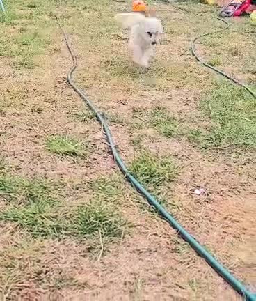 Bichon Frise dogs for sale: Bichon Maltese  - Video 1