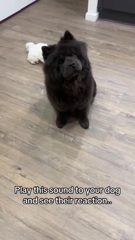Chow Chow dogs for sale: Sweet Chow Chow – Experienced Owner Only - Video 3