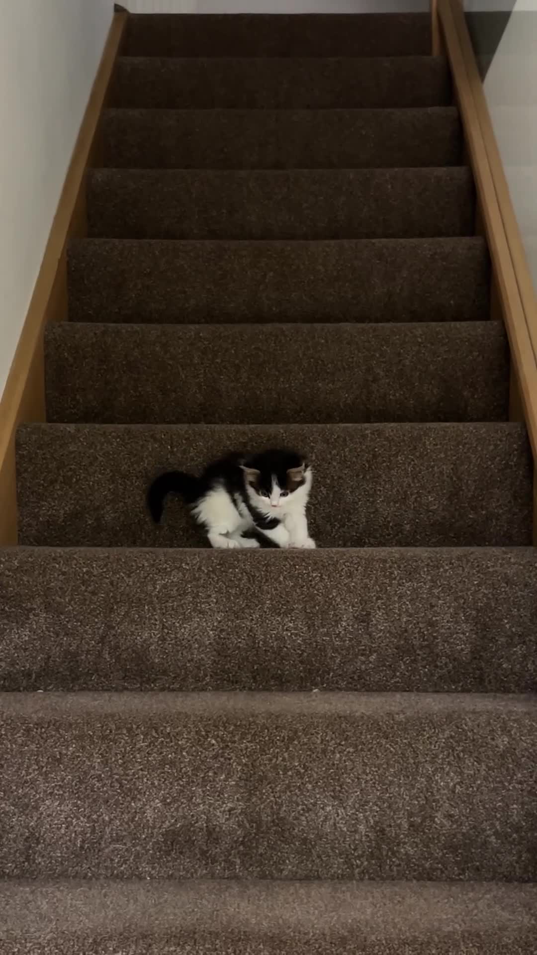 Mixed Breed cats for sale: Adorable kittens looking for loving homes. - Video 1