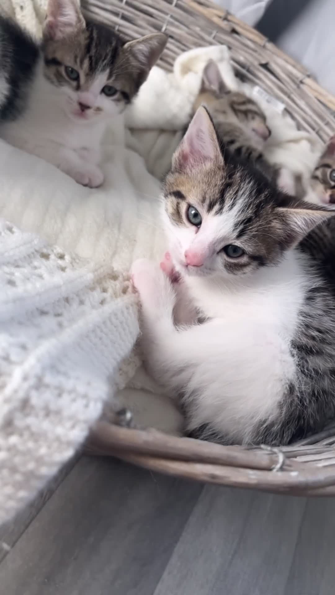 Mixed Breed cats for sale: Female kitten  - Video 1