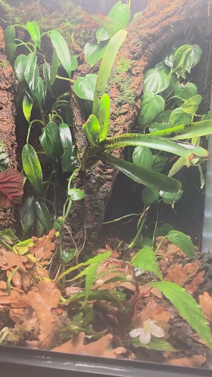 Frog reptiles for sale: 🐸 Proven Azureus breeding pair + bioactive viv - Video 1