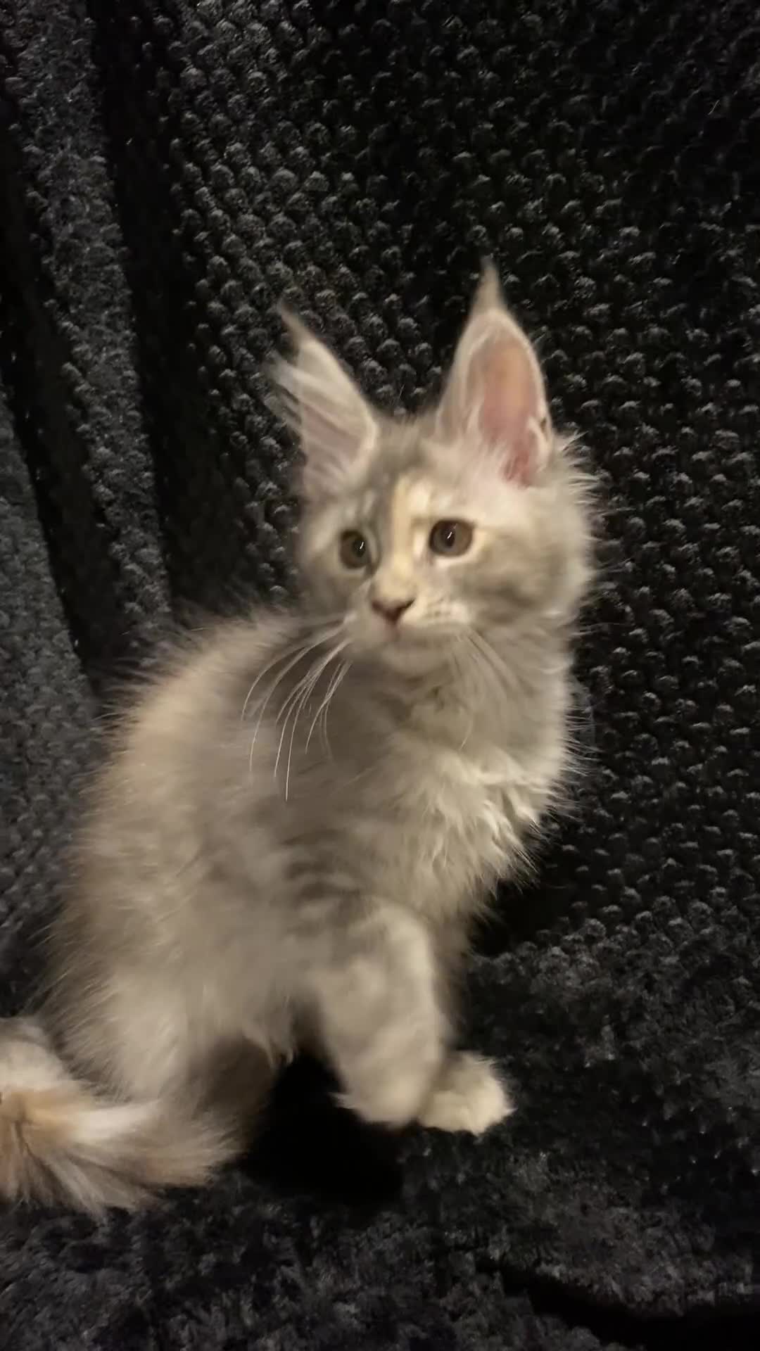 Maine Coon cats for sale: PEDIGREE Maine coon kittens - Video 1