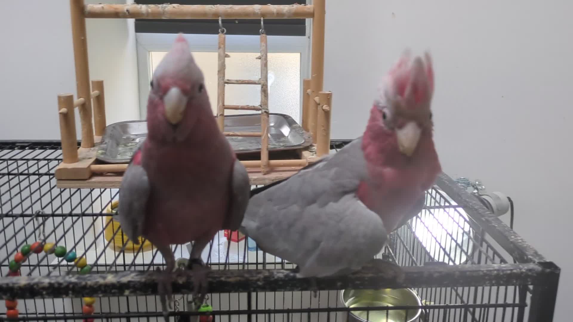 Parrots birds for sale: Baby Galah cockatoos hand reared silly tamed - Video 1