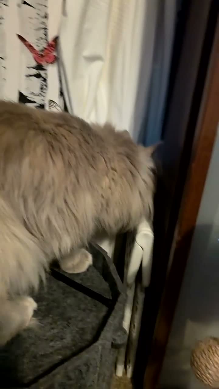 Maine Coon cats for sale: Neutered/Polydactyl  - Video 1