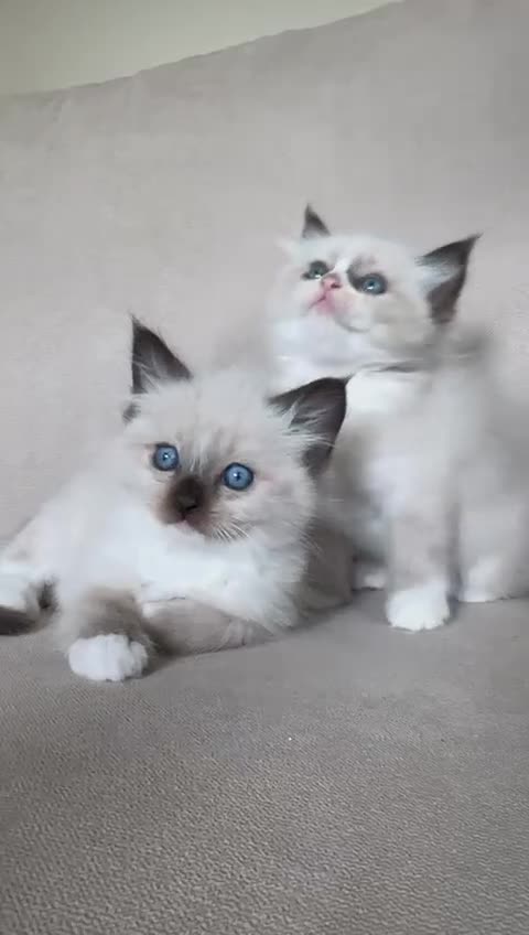 Ragdoll cats for sale: Ragdoll mink, bicolour, mitted - Video 1