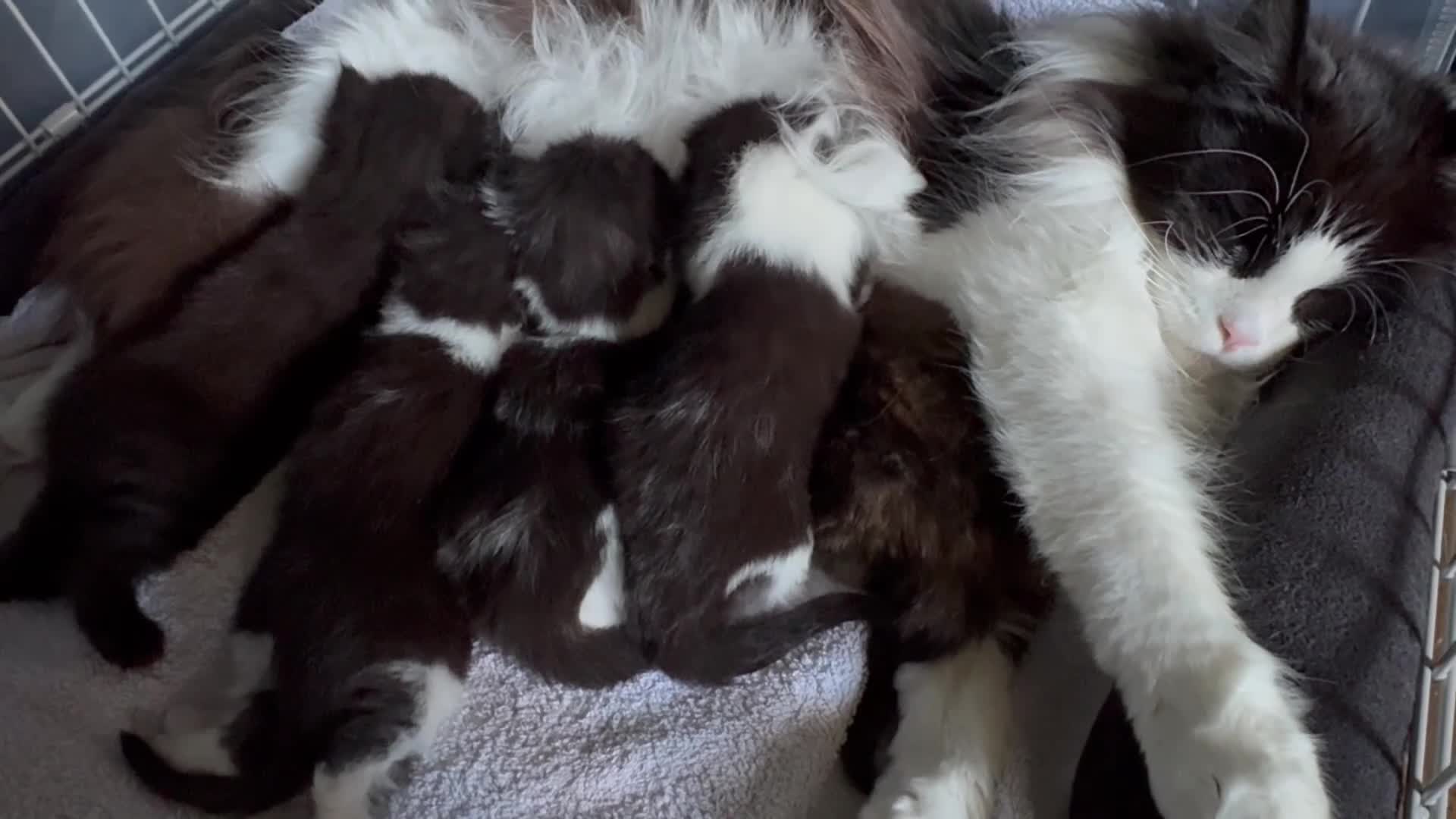 Maine Coon cats for sale:  TICA Registered Chunky Maine Coon Kittens 🐱  - Video 1