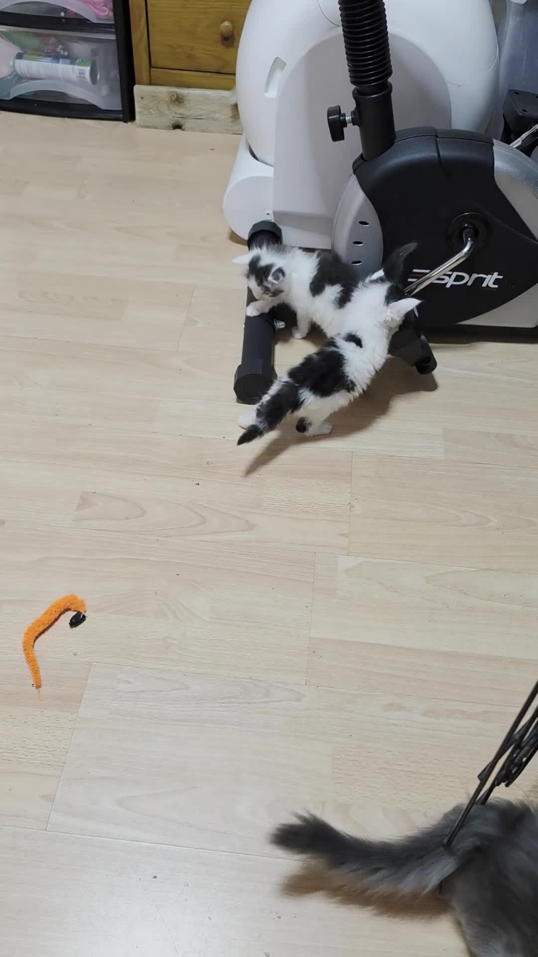 Maine Coon cats for sale: TICA REGISTERED STUNNING KITTENS  - Video 1