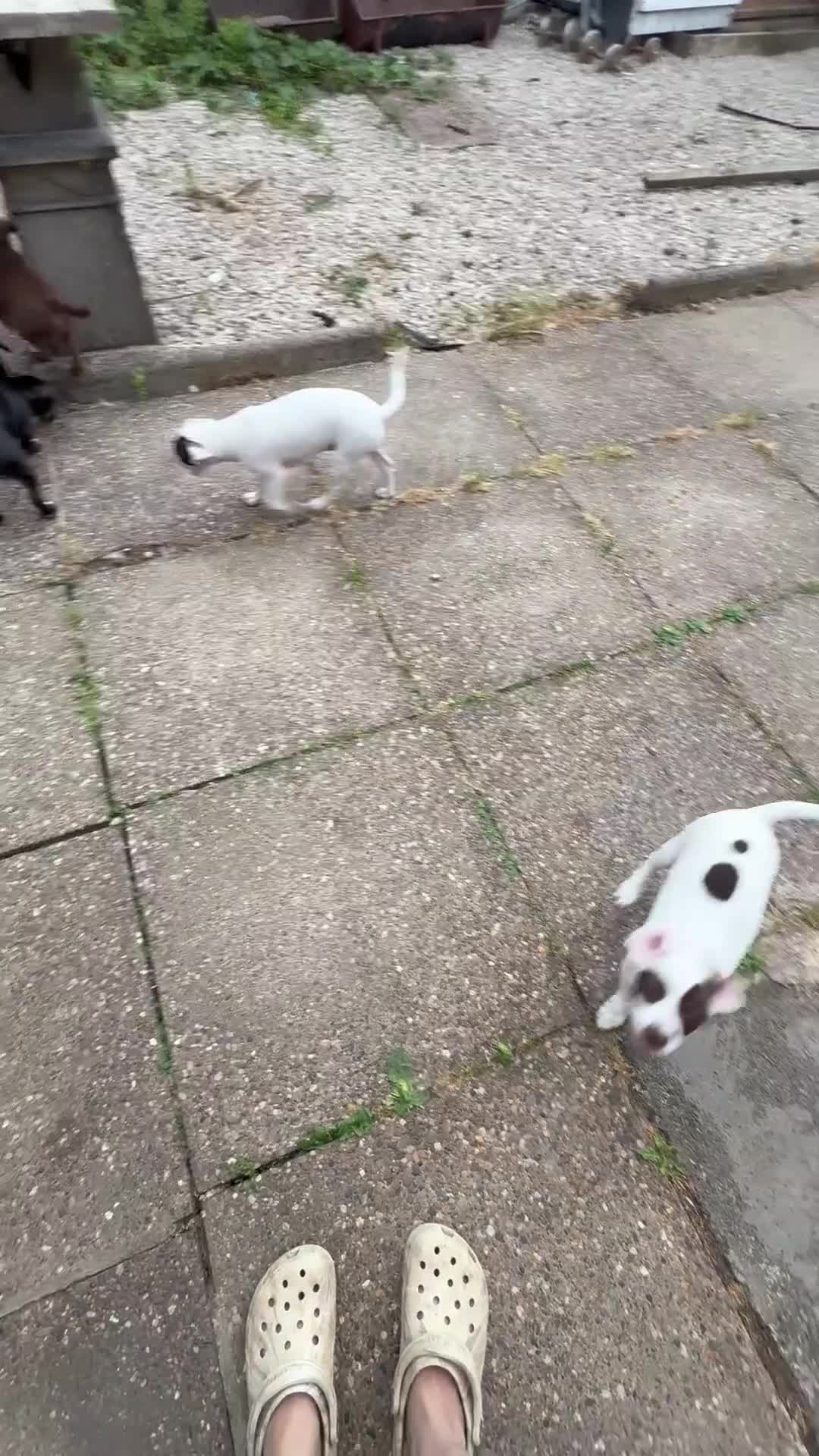Mixed Breed dogs for sale: 19week old mixed breed  - Video 2