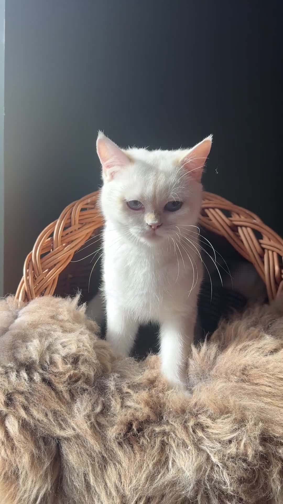 British Shorthair cats for sale: Blue Golden Chinchilla BSH Kitten - Video 2