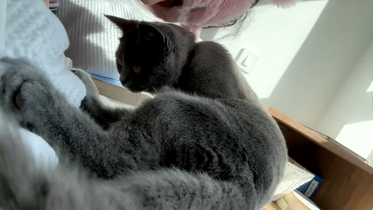 British Shorthair cats for sale: Adorable British Shorthair Kittens–Playful, Loving in Wembley - Video 5