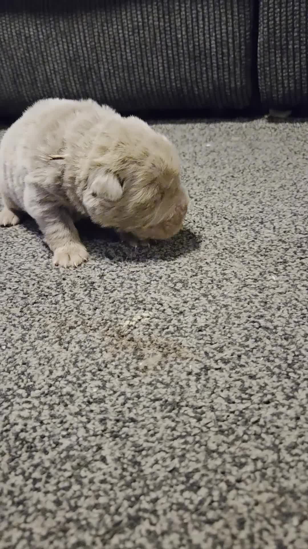 Shar Pei dogs for sale: 5 Shar peis in Hull - Video 5