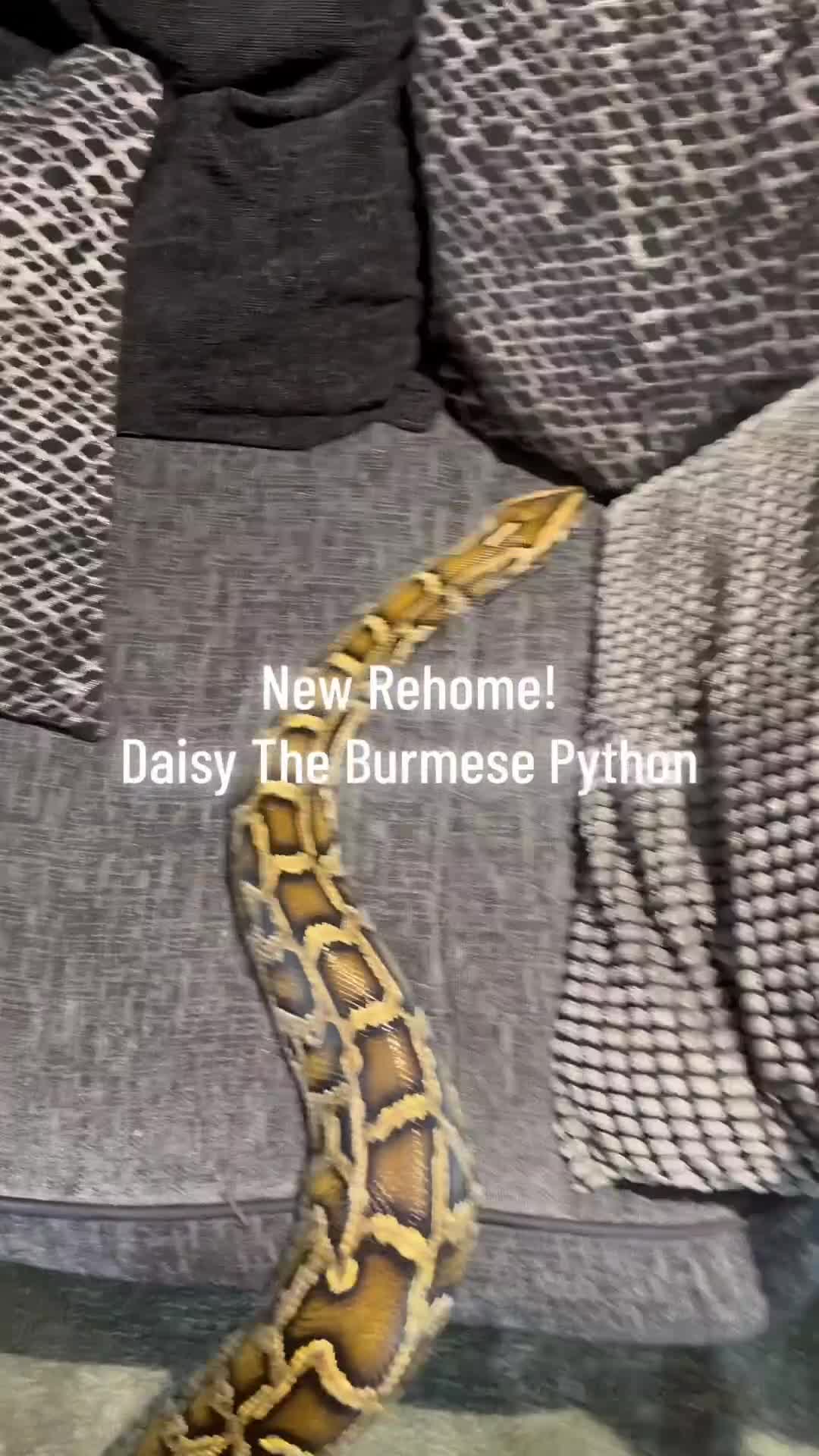Python Snake reptiles for sale: Python (large) - Video 1