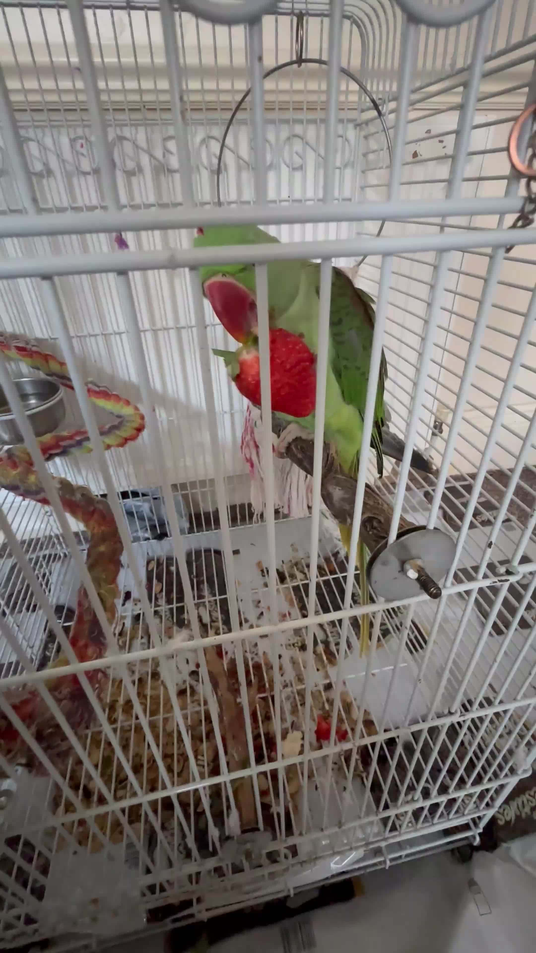 Ringnecks birds for sale: Speaking male alexandrine ringneck parrot - Video 3