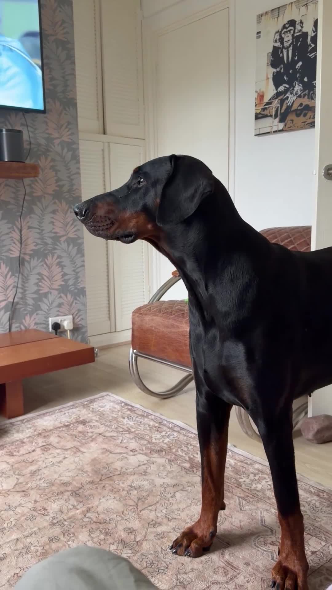 Dobermann dogs for sale: 5 year Old Male - Video 1