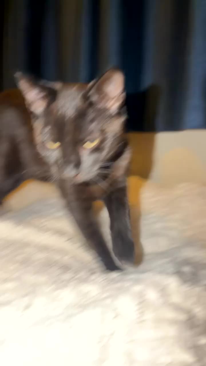 Mixed Breed cats for sale: Male kitten 8 months old - Video 1