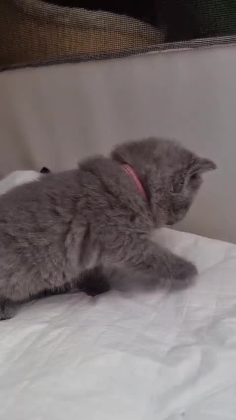 British Shorthair cats for sale: Full Paperwork BSH Kittens Ready 2 July 2026 - Video 4