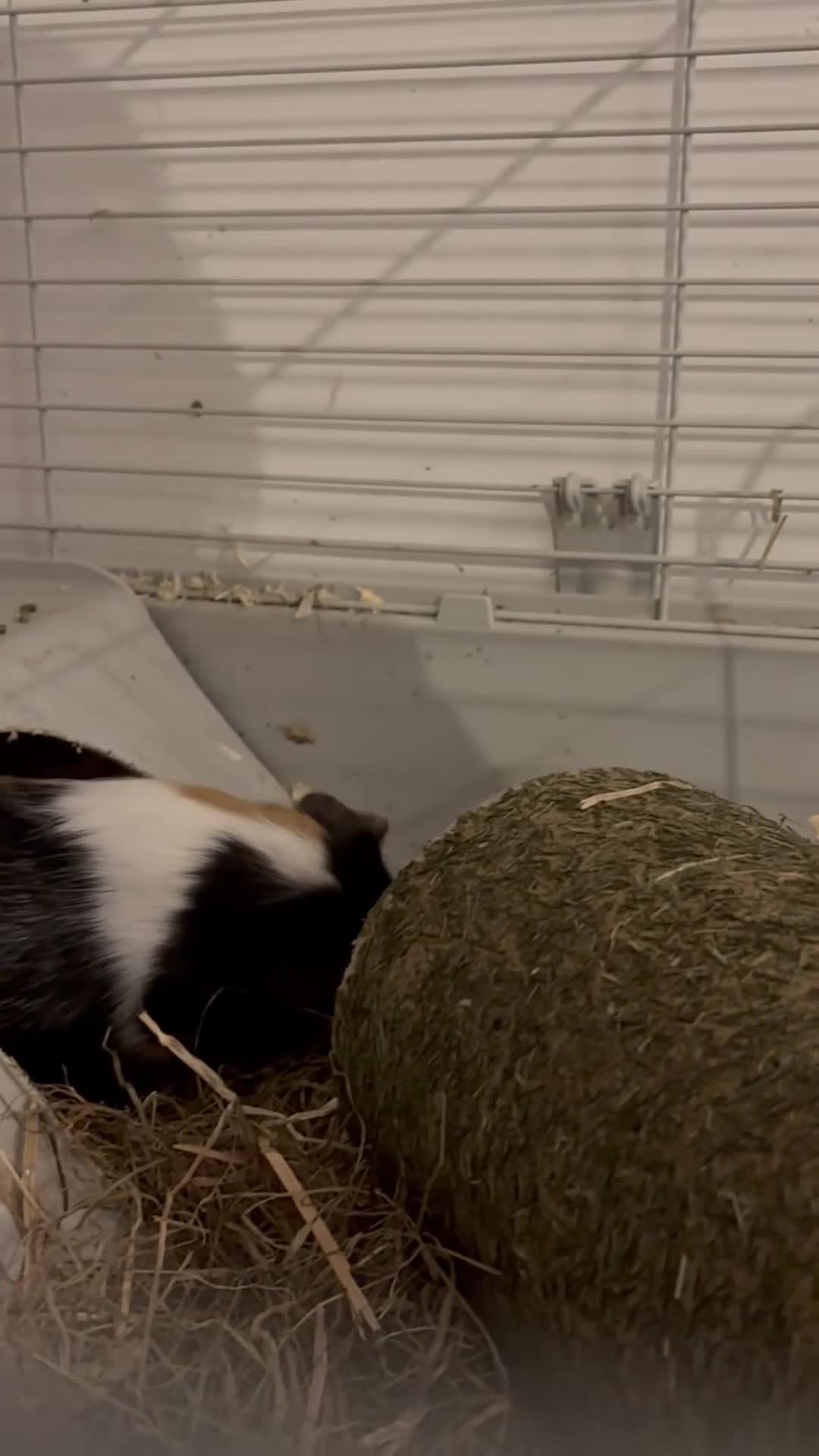 Guinea Pig rodents for sale: 2 male guinea pigs  in Dartford - Video 2