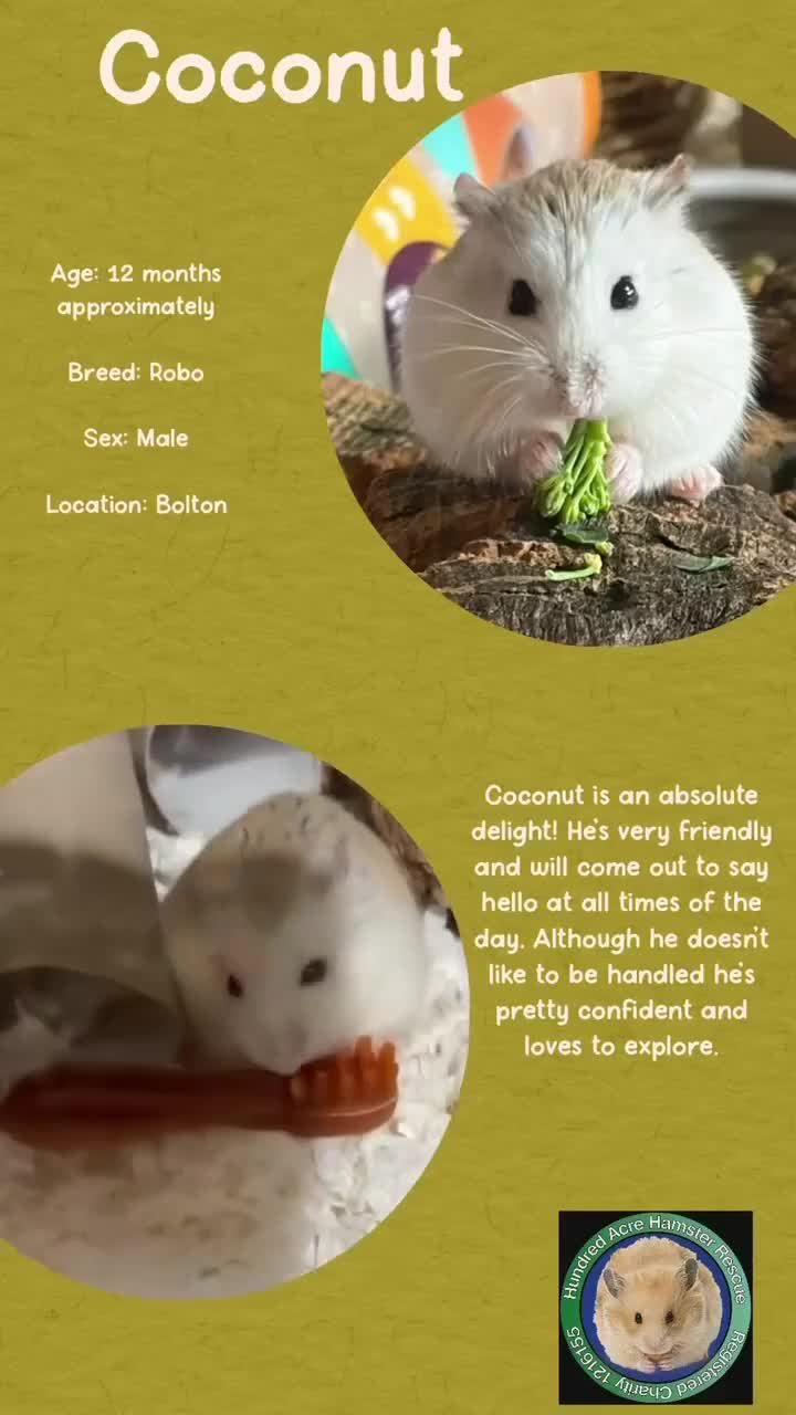 Hamster rodents for sale: Hamster  - Video 2