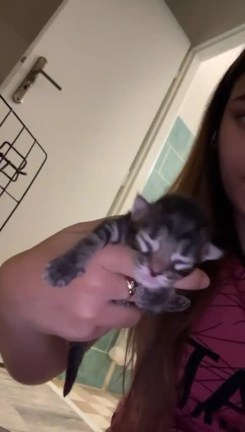 Maine Coon cats for sale: 3 Maine Coon kittens  - Video 2