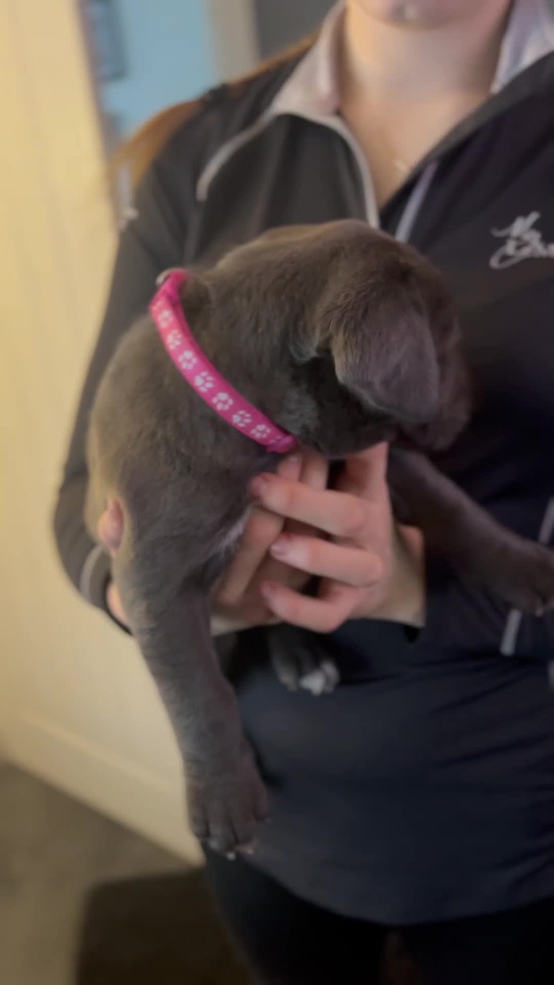 Cane Corso dogs for sale: Cane corso puppies  in Houghton le Spring - Video 2