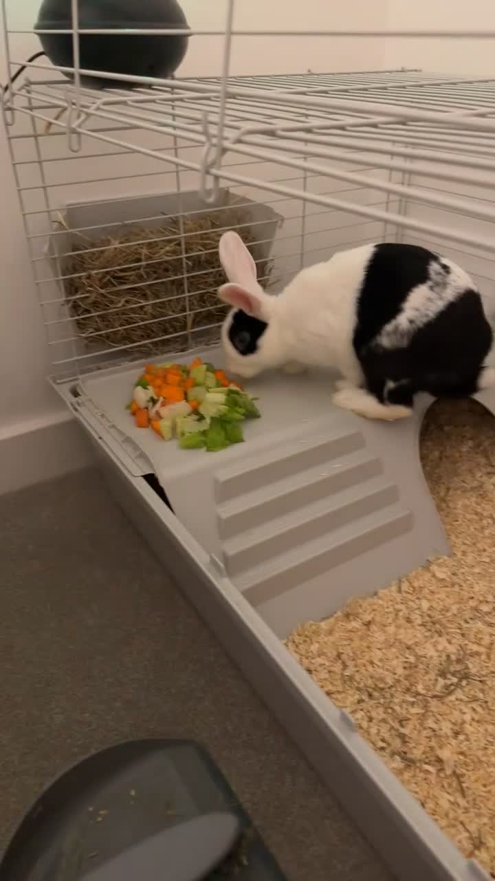 Mixed Breed rabbits for sale: Bunny  in Aylesford - Video 1