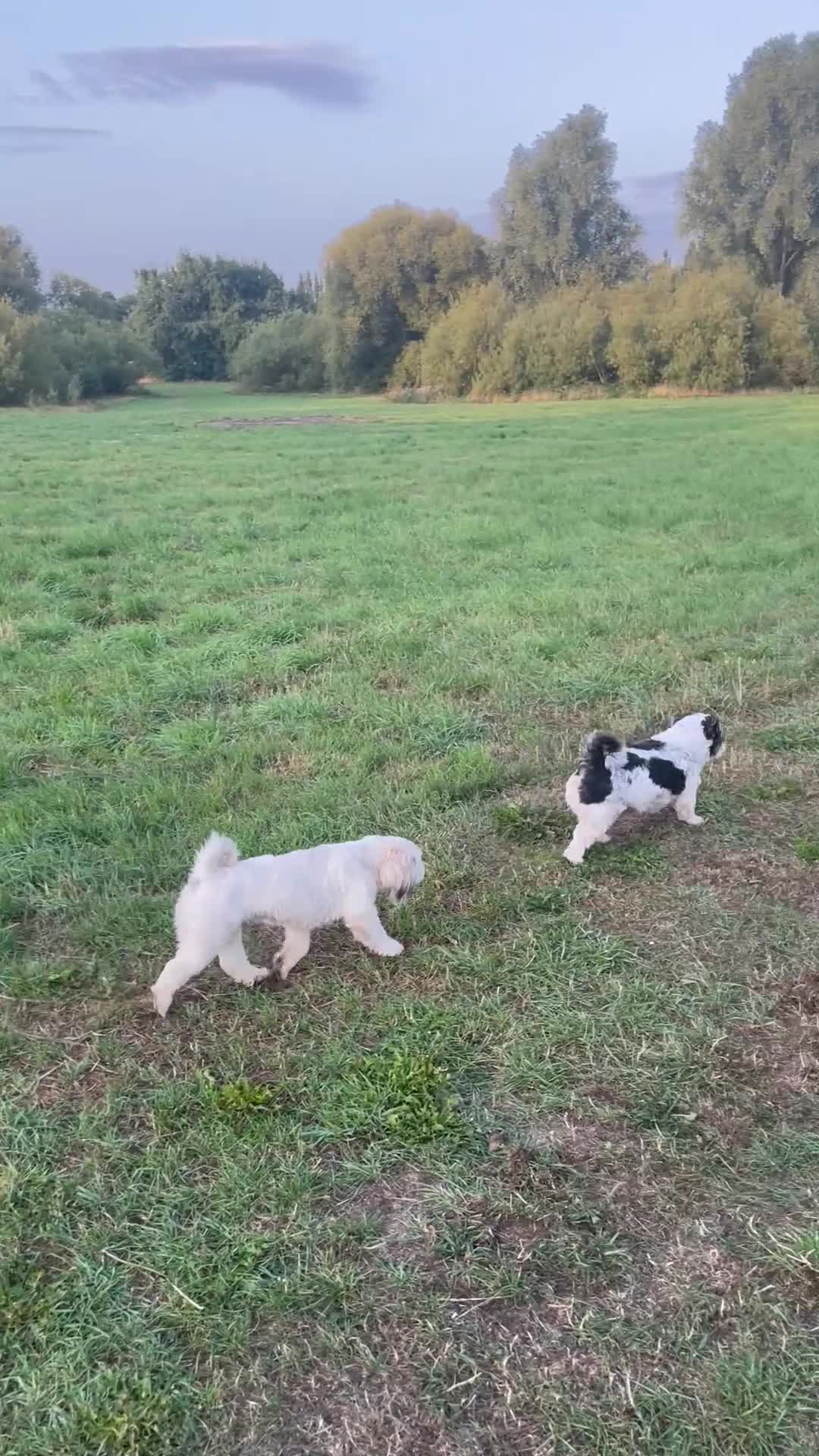 Lhasa Apso dogs for sale: female lhasa apso  - Video 2