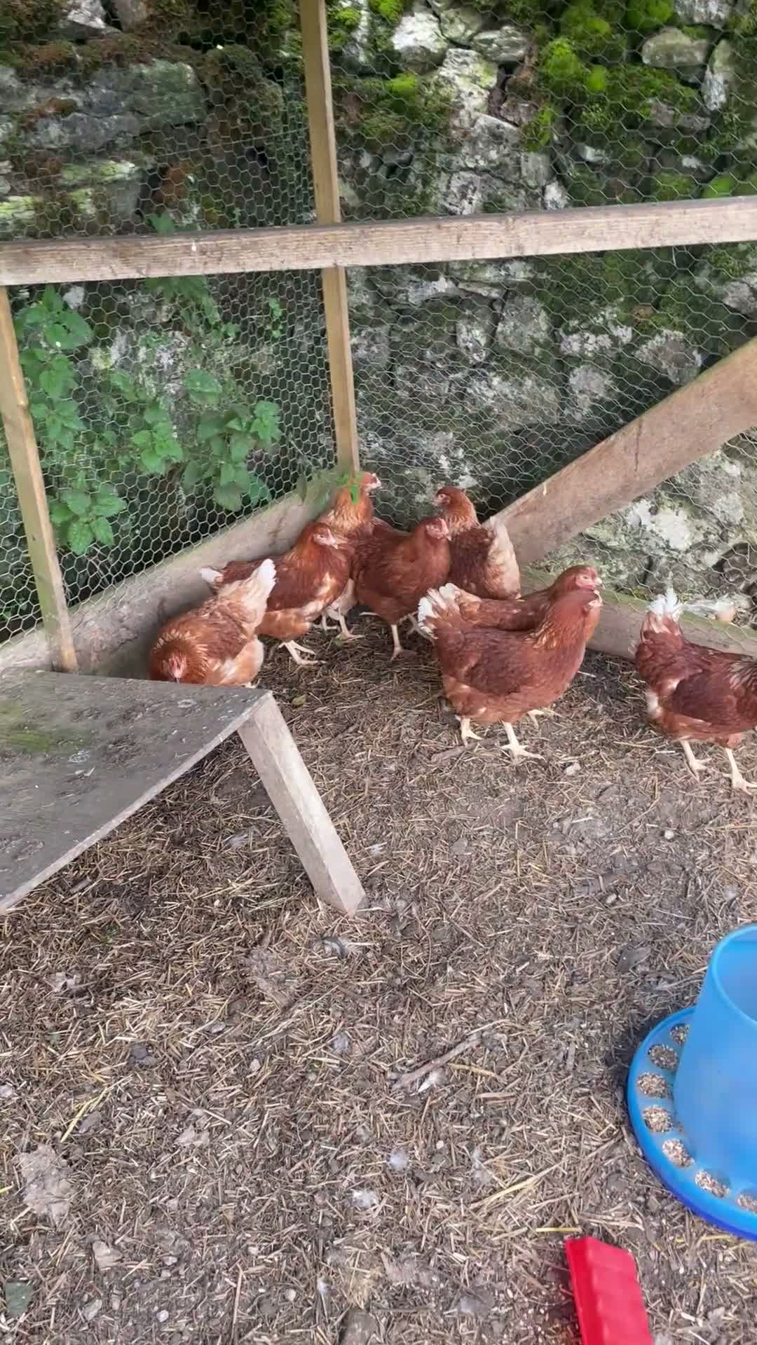 Chickens poultry for sale: Hybrid/warrens/browns/laying hens/point of lay - Video 1