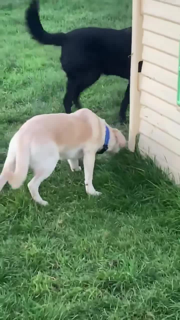 Mixed Breed dogs for adoption: REX   - Video 4