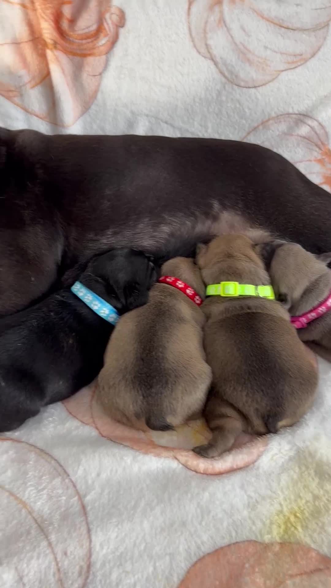 French Bulldog dogs for sale: Four beautiful healthy female French Bulldogs - Video 1