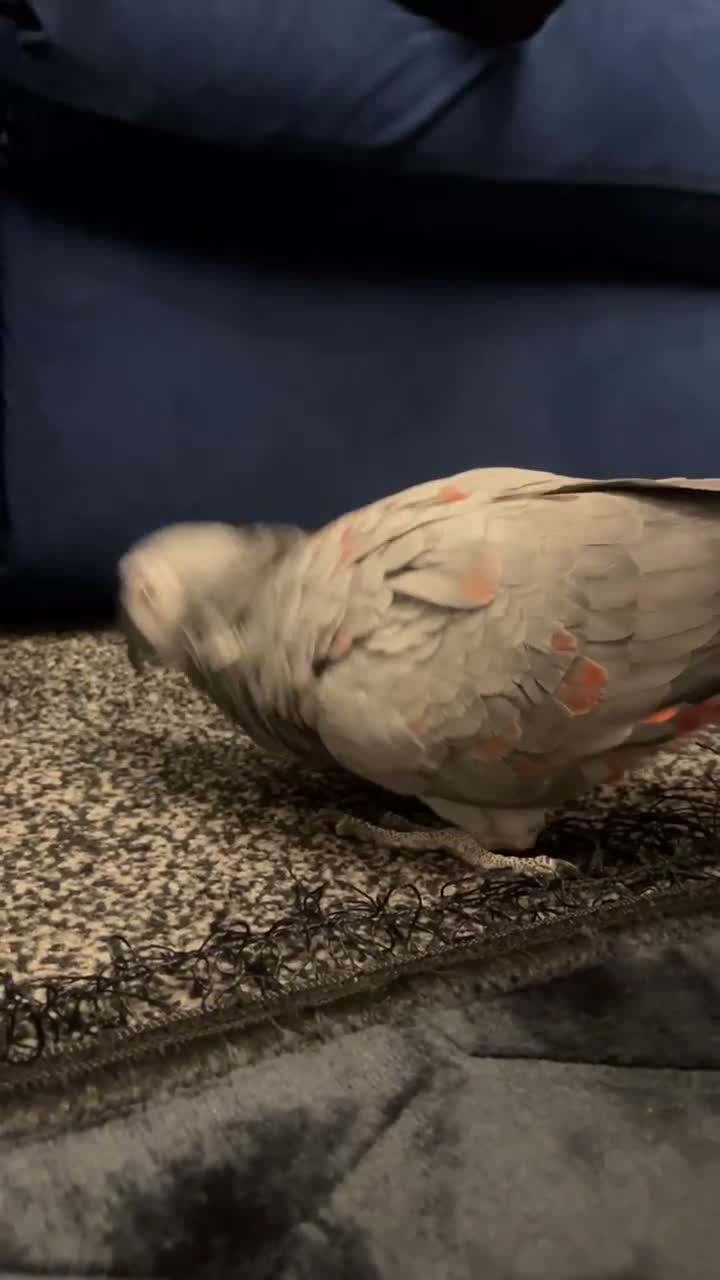 Parrots birds for sale: Tame Red factor African grey  - Video 1