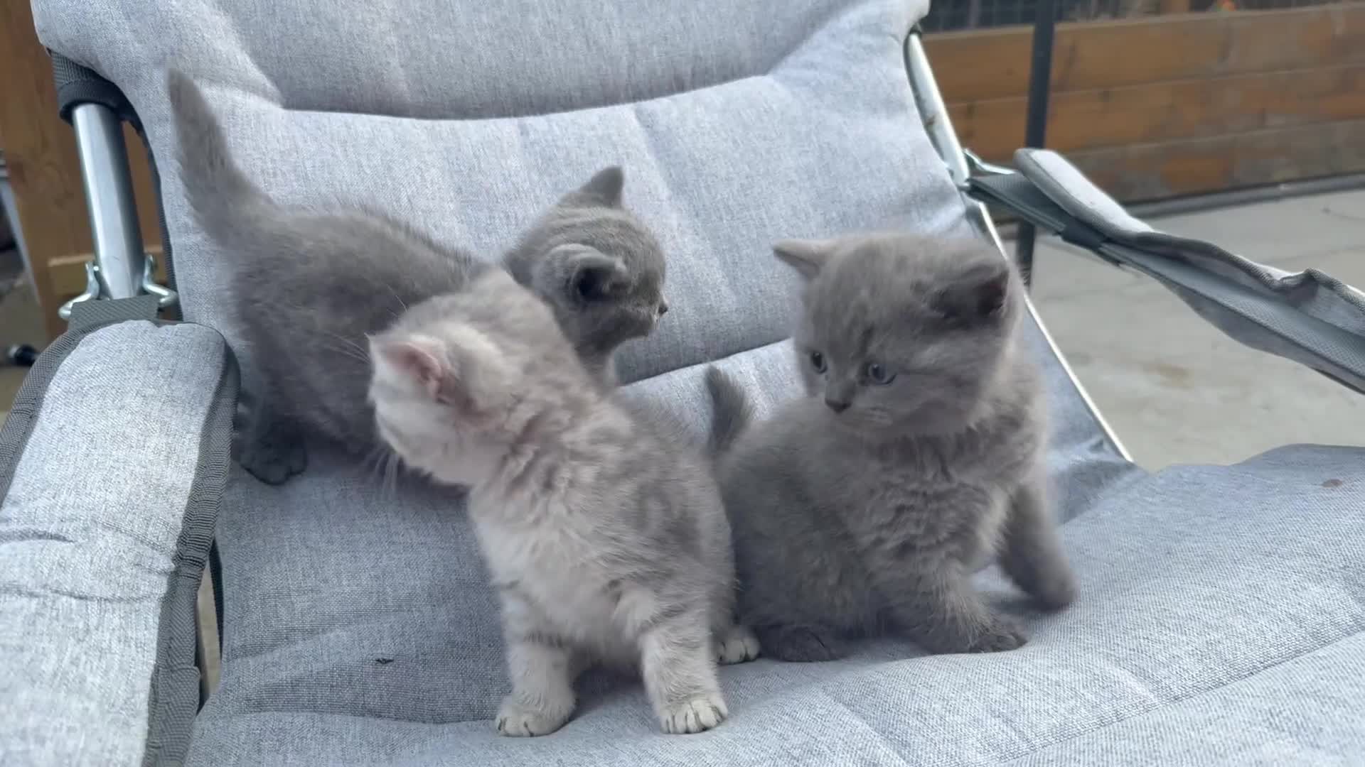 British Shorthair cats for sale: Beautiful British blue shorthairs  in Sowerby Bridge - Video 1