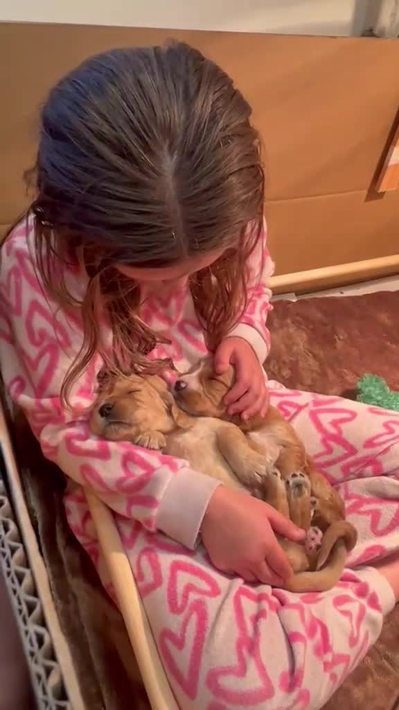 Cocker Spaniel dogs for sale: KC Registered Golden & Red Working Cocker puppies in Kendal - Video 3