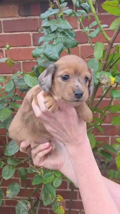 Miniature Dachshund dogs for sale: ⭐Long-Haired Miniature Dachshund Puppies⭐ - Video 2