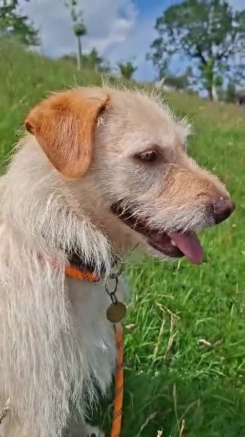 Mixed Breed dogs for adoption: Klara 🩷 in Macclesfield - Video 5