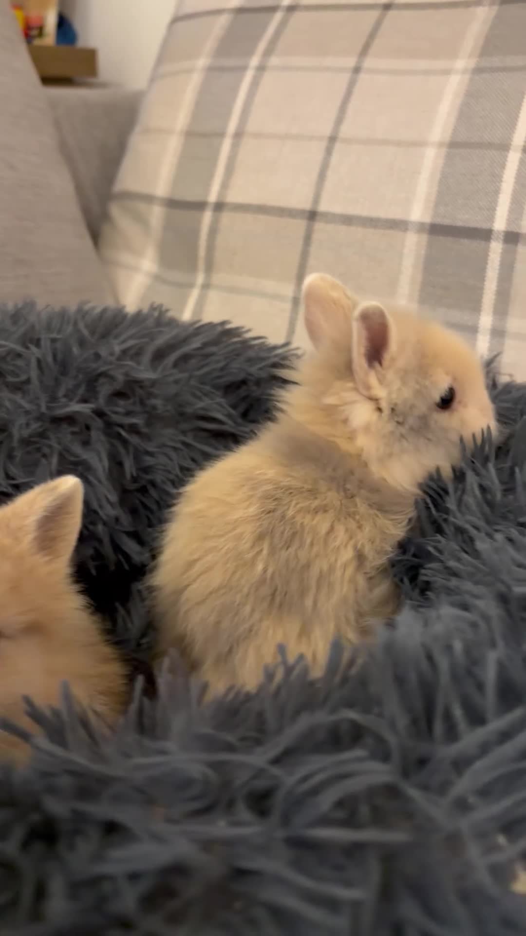 Lionhead rabbits for sale: Double maned lion head bunnies for sale  - Video 1