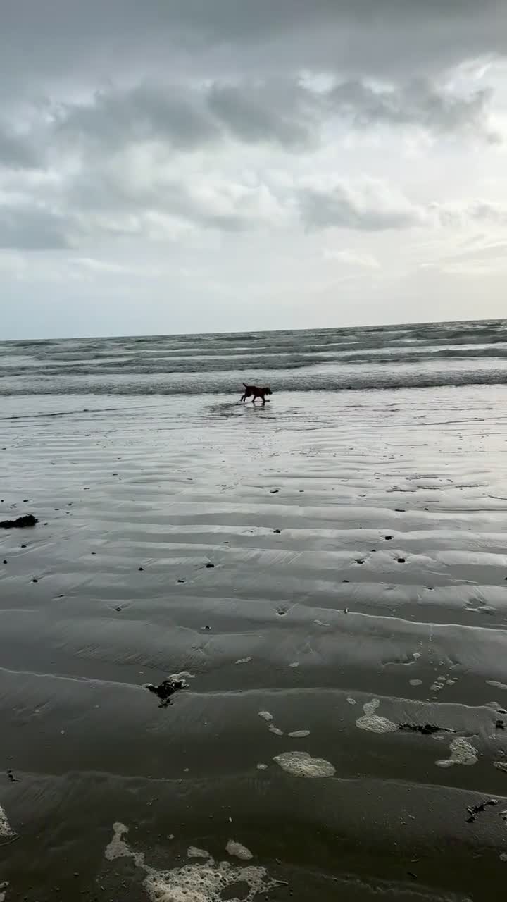 Cocker Spaniel dogs for sale: Loving cocker spaniel  in Belfast - Video 2