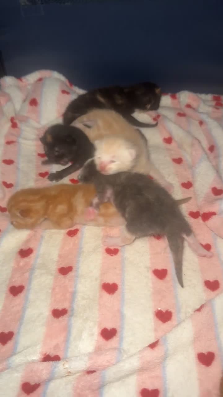 Mixed Breed cats for sale: Rainbow litter - Video 1