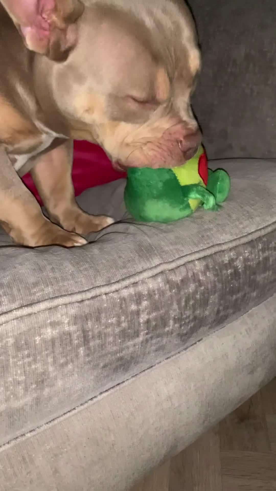 American Bully dogs for sale: 🏡 10-Month-Old Male Pocket Bully 🐾 in Lancaster - Video 1