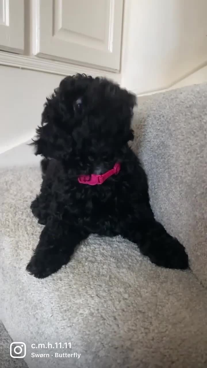 Miniature Poodle dogs for sale: Beautiful miniature poodles  - Video 1