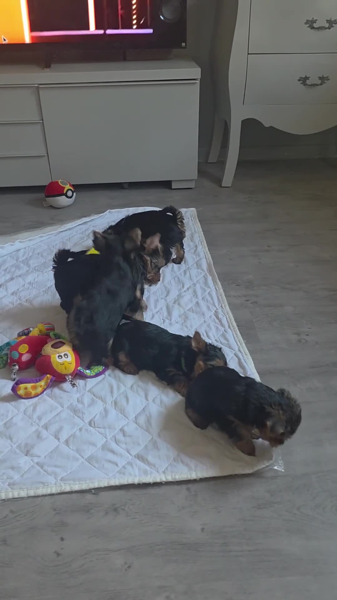 Yorkshire Terrier dogs for sale: Pedigree miniature Yorkshire terriers puppies  - Video 2