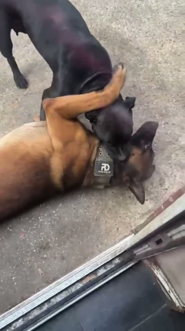 Mixed Breed dogs for sale: Not your average Bull Herder - Video 1