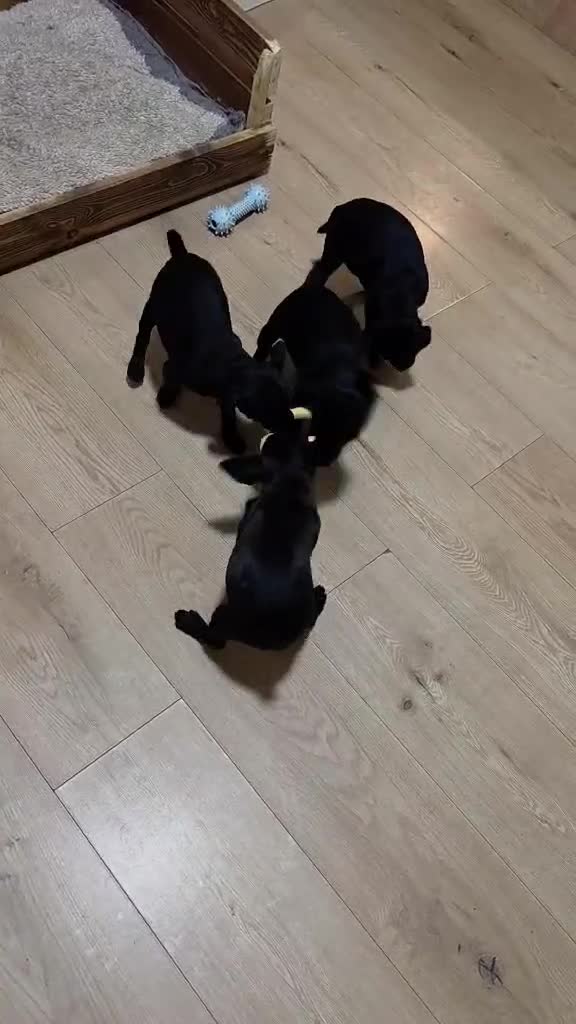 Patterdale Terrier dogs for sale: Patterdale Puppies - 5 Beautiful Bitches - Video 5