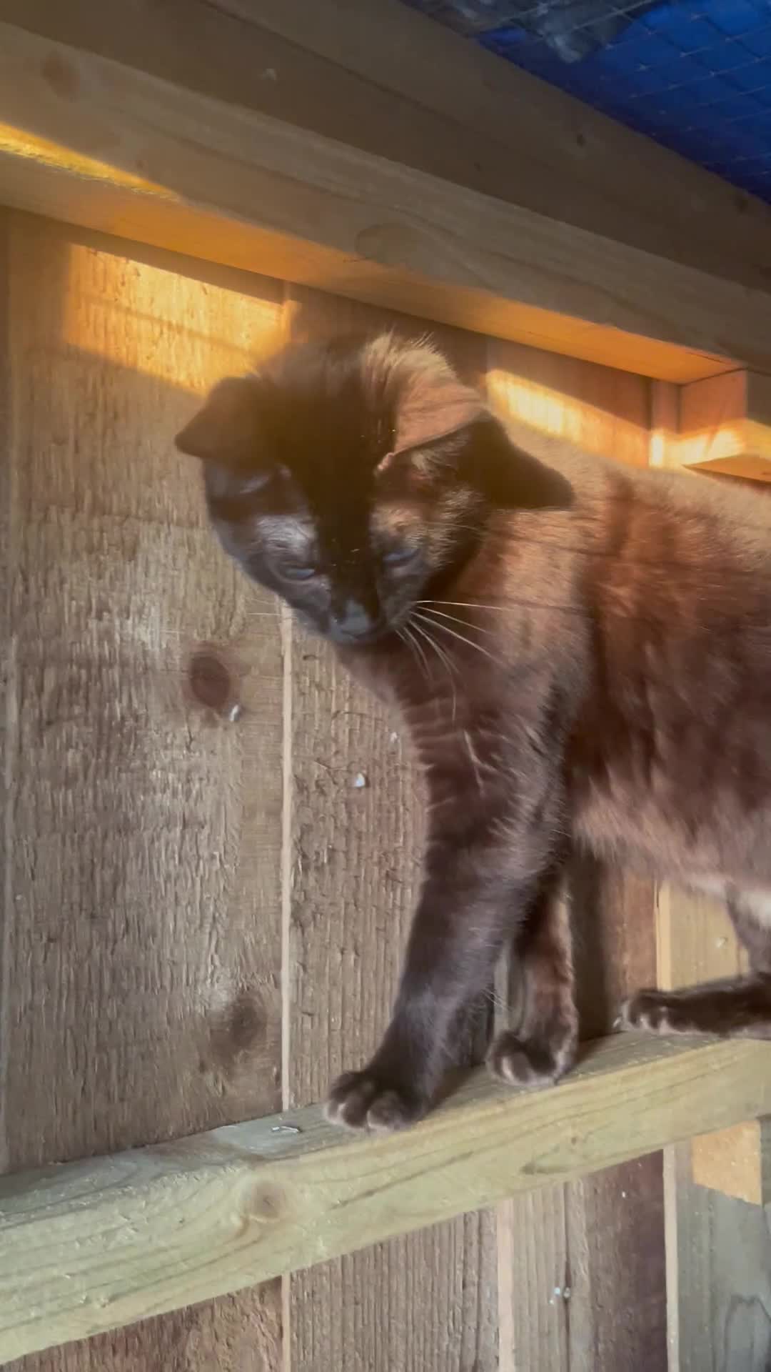 Bengal cats for sale: 2 Sweet Girls NOT spayed  - Video 4