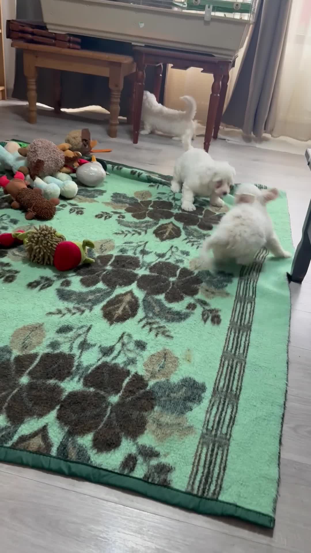 Bichon Frise dogs for sale: Puppies  in Norwich - Video 2