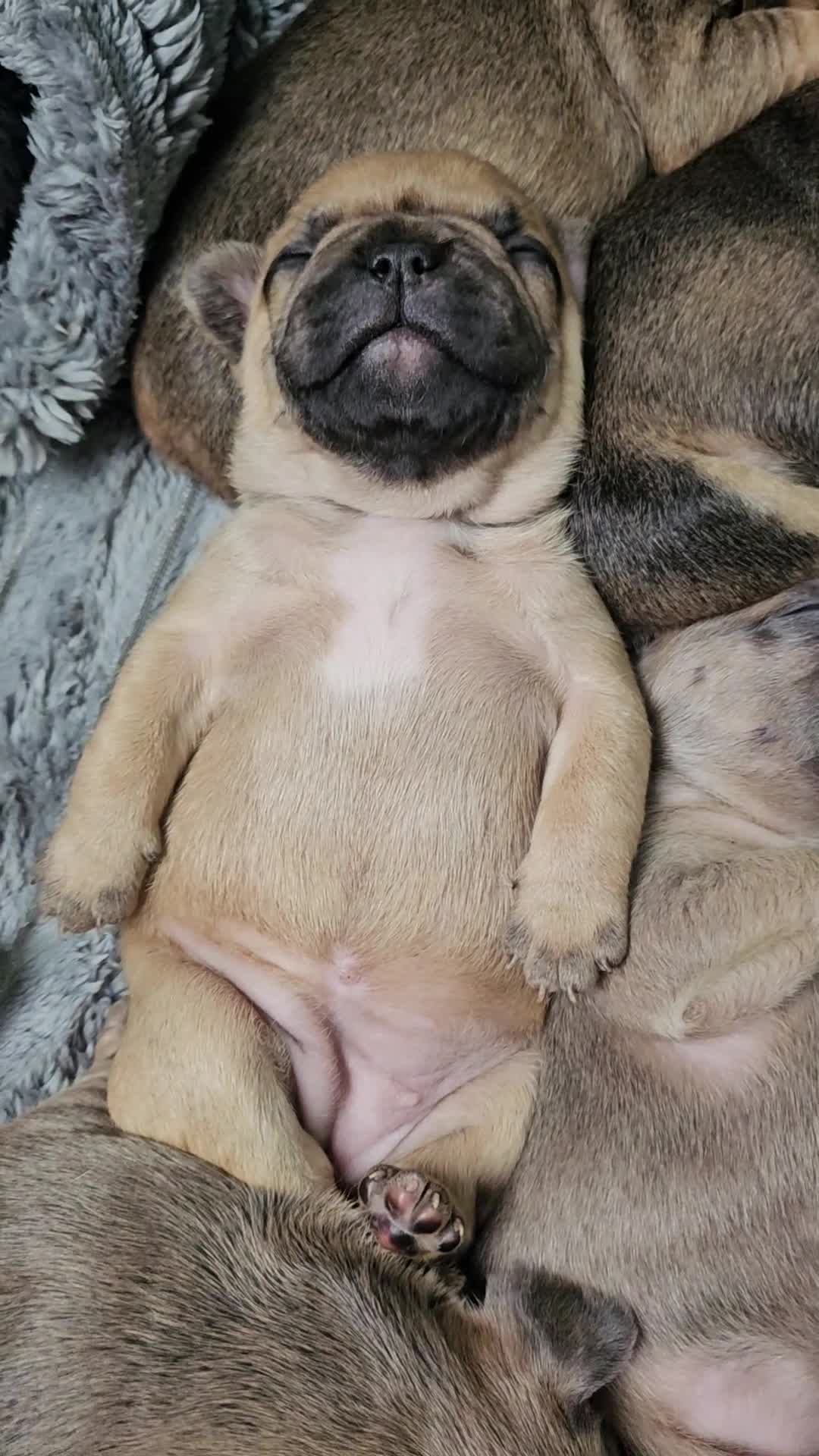 French Bulldog dogs for sale: Gorgeous french bulldogs - Video 5