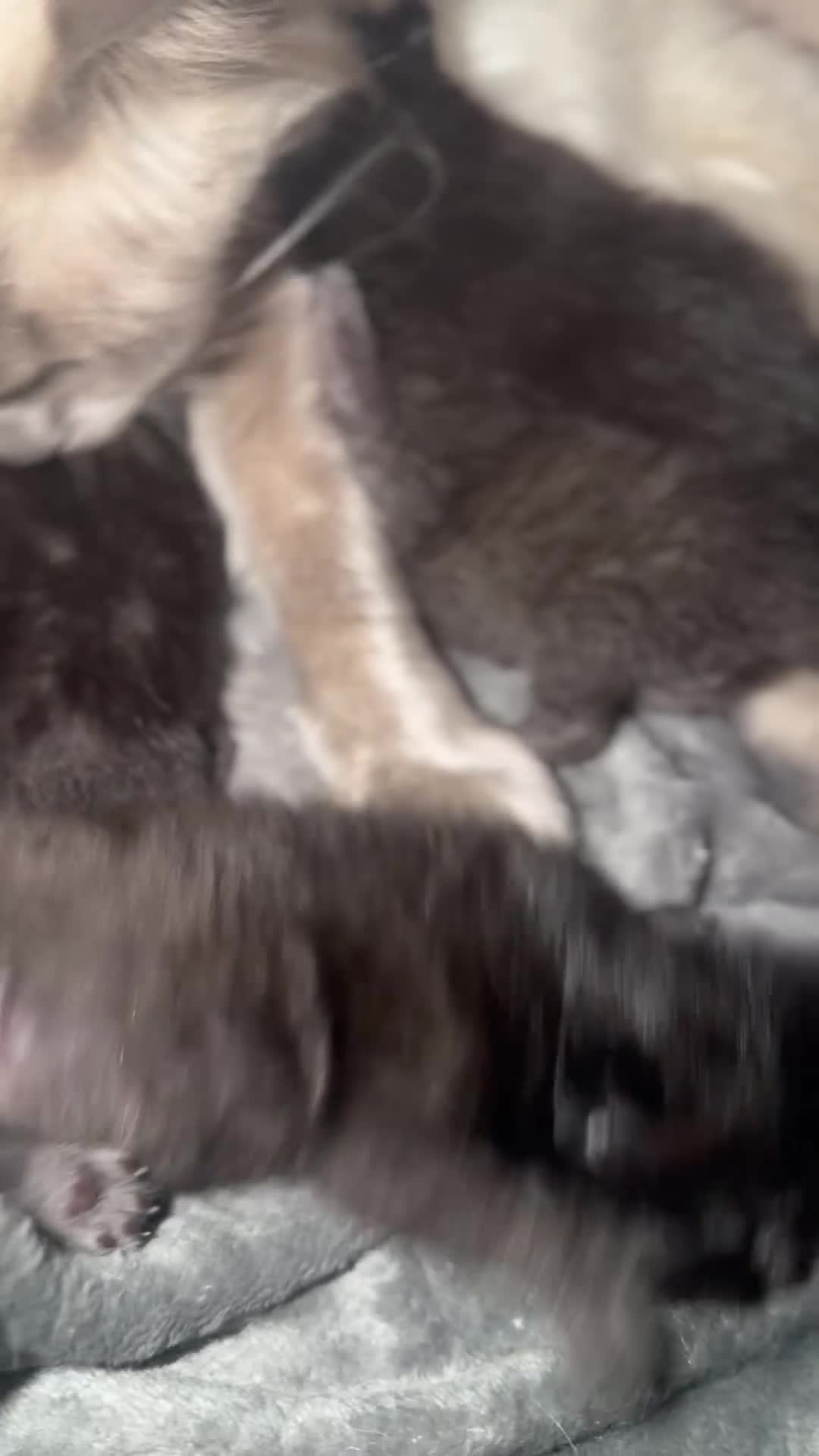 Mixed Breed cats for sale: 5 black/grey kittens  - Video 1