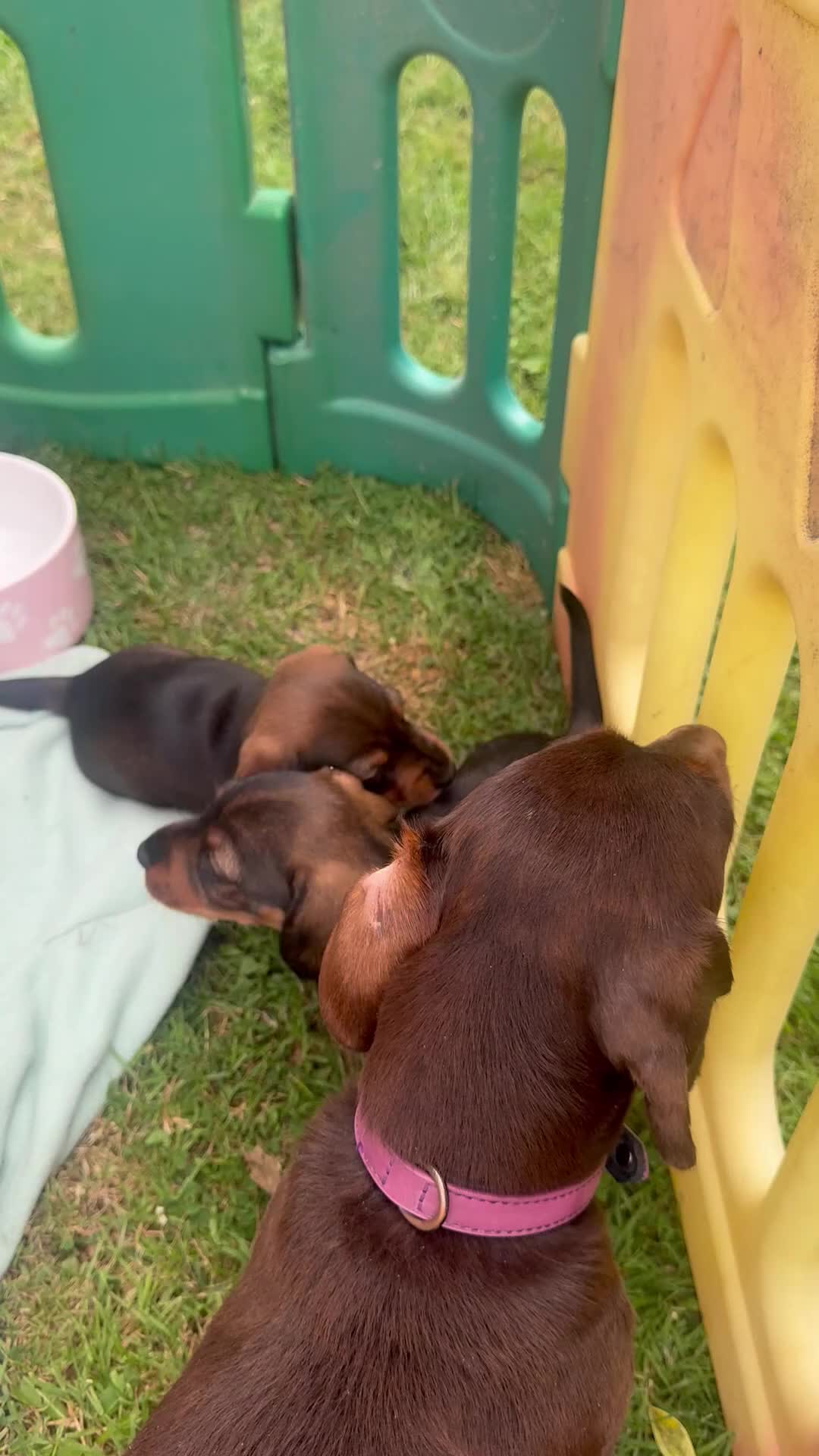 Miniature Dachshund dogs for sale: Beautiful babies  - Video 1