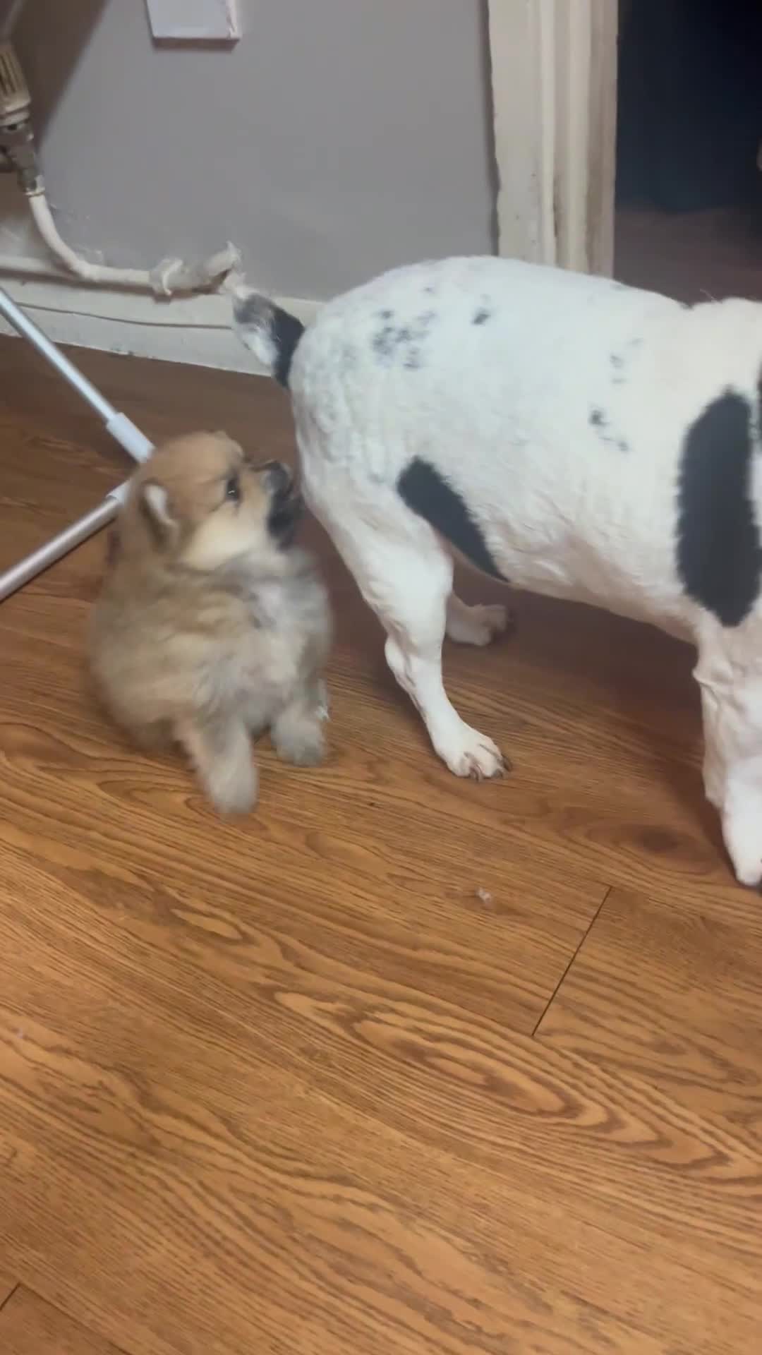 Pomeranian dogs for sale: KC Pomeranian Girls - Video 3