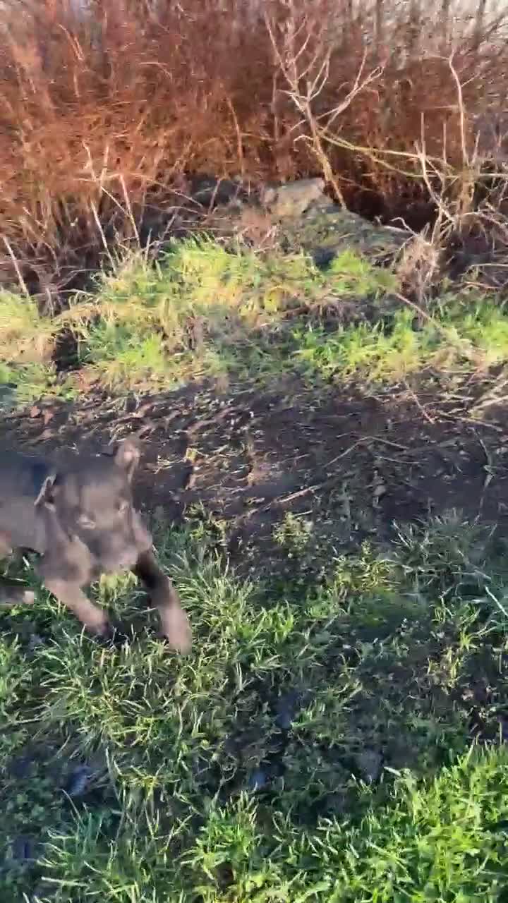 Lurcher dogs for sale: LURCHER PUP - Video 1