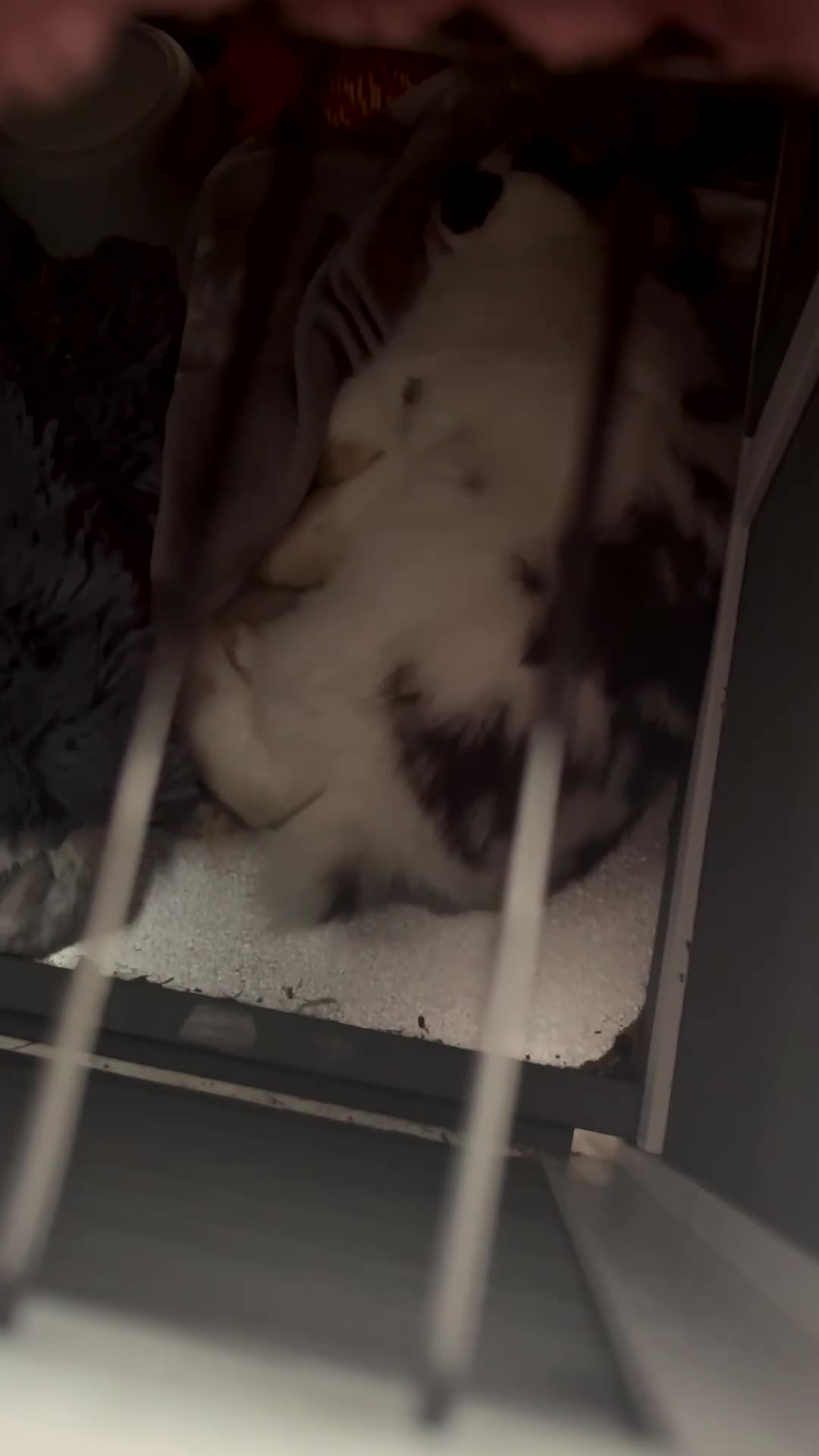 Mini Lop rabbits for sale: Beautiful 6 month old male mini lop black & white in Peterborough - Video 1